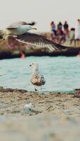 Frightened gulls are flying away from the shore because boy is running to birds on the background of the pier. View of sea. Slow motion Vertical video