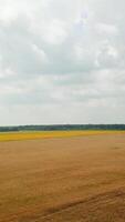 Field of wheat is ripening in the summer. Landscape of field from a height. Camera motion backwards. Wheat crop. Aerial view. Vertical video