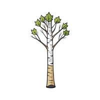 Realistic Birch Tree Bold Outline . Cartoon Art Tree Illustration. vector