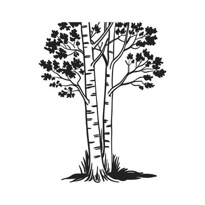 Bold Outline of Aspen Tree