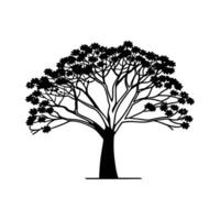 Illustration of Australian Flame Tree vector