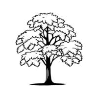 Bold Outline Design of Big Leaf Maple vector