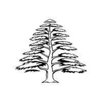 Outline Design of Blue Atlas Cedar Tree vector
