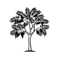 Stylized Outline of Brazilian Pepper Tree vector