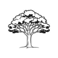 Outline Design of Brazilian Walnut Tree vector