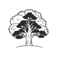 Artistic Outline Design of Brazilian Walnut vector