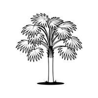 Outline Design of California Fan Palm Tree vector