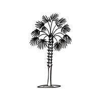 Artistic Outline Design of California Fan Palm vector