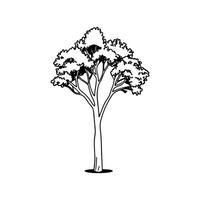 Outline Design of California Laurel Tree vector