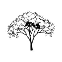 Stylized Outline of Carolina Silverbell Tree vector