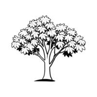 Stylized Outline Design of Chestnut Tree vector