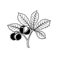 Outline of Chestnut Tree vector