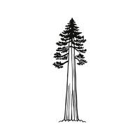 Elegant Coast Redwood Tree Design Outline vector
