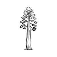 Artistic Outline of Coast Redwood Tree vector