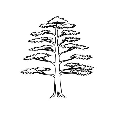 Stylish Cryptomeria Tree Illustration