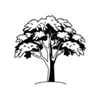 Elegant Hickory Tree Design Outline vector