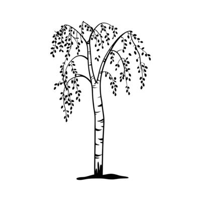 Artistic Outline of Himalayan Birch Tree