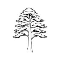 Artistic Outline of Himalayan Cedar Tree vector