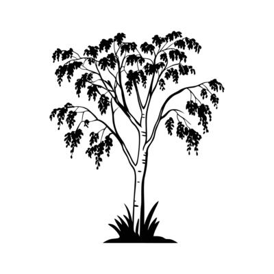Elegant Himalayan Birch Tree Design Outline