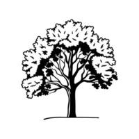 Artistic Outline of Hybrid Poplar Tree vector
