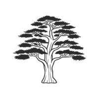 Artistic Outline of Japanese Cedar Tree vector