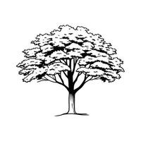 Kentucky Coffee Tree Bold Outline Unique Design vector