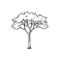 Creative Locust Tree Outline Illustration vector
