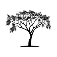 Bold Outline of Mesquite Tree Illustration vector