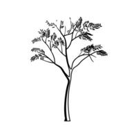 Unique Outline of Mesquite Tree Design vector