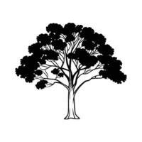 Stylized Outline of Mexican Sycamore Tree vector