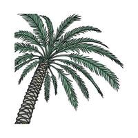 Stylized Outline of Palm Tree vector