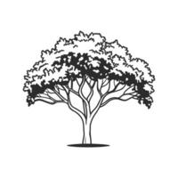 Unique Outline of Pacific Madrone Tree vector