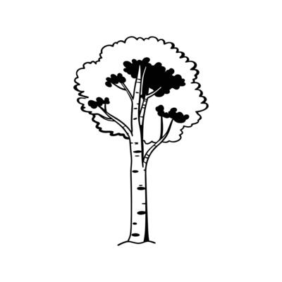 Paper Birch Tree Bold Outline Design