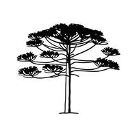 Unique Outline of Parana Pine Tree vector