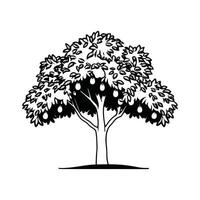 Unique Outline of American Persimmon Tree vector