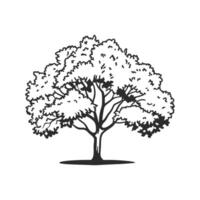 Unique Outline of Arizona Ash Tree vector