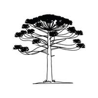 Unique Outline of Brazilian Pine Tree vector