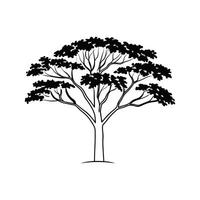 Unique Outline of Burmese Padauk Tree vector
