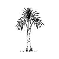 Stylized Outline of Cabbage Tree Palm vector