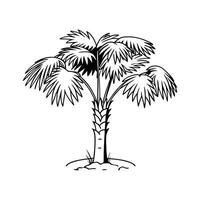 Unique Outline of Cabbage Tree Palm vector