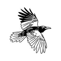 Stylized Outline of Crow in Flight vector