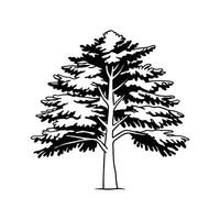 Stylized Outline of Eastern Hemlock Tree vector