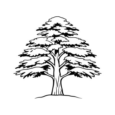 Bold Outline of Eastern White Cedar Tree