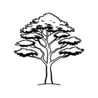 Stylized Outline of European Black Pine vector
