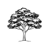 Unique Outline of Indian Cork Tree vector
