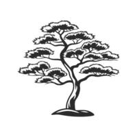 Stylized Outline of Japanese White Pine vector