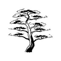 Unique Outline of Japanese White Pine Tree vector