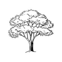 Unique Outline of Maple Tree vector