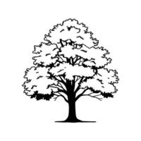 Unique Outline of Northern Red Oak Tree vector