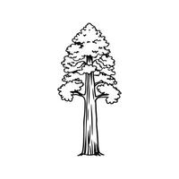 Stylized Outline of Pacific Coast Redwood vector
